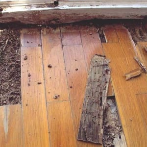 Thi công lắp đặt sàn gỗ công nghiệp chống mối mọt- sangogiare.vn